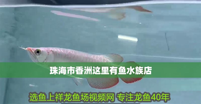 珠海市香洲這里有魚水族店 珠海市香洲這里有魚水族店 全國水族館企業名錄 第1張