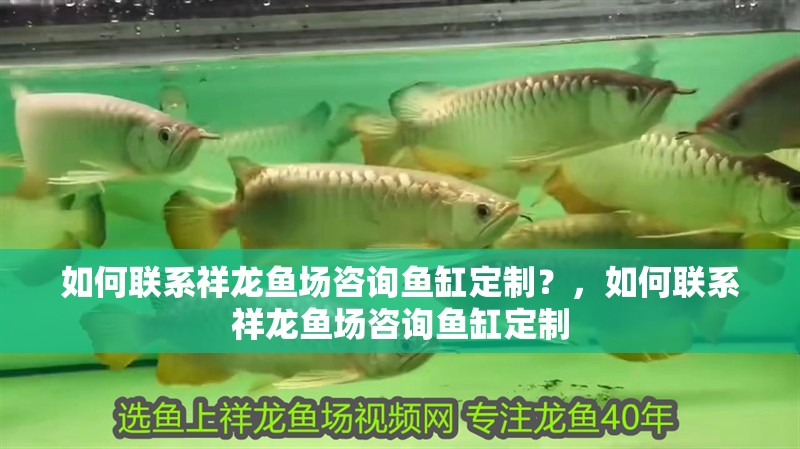 龍魚干蝦有營養嗎 如何聯系祥龍魚場咨詢魚缸定制?,如何聯系祥龍魚場咨詢魚缸定制 龍魚百科 如何聯系祥龍魚場咨詢魚缸定制?,如何聯系祥龍魚場咨詢魚缸定制 如何聯系祥龍魚場咨詢魚缸定制?,如何聯系祥龍魚場咨詢魚缸定制 龍魚百科