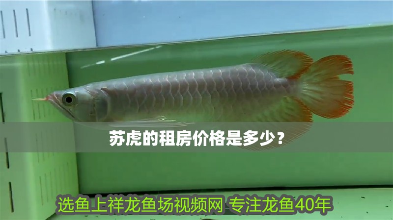 蘇虎的租房價格是多少？ 蘇虎的租房價格是多少？ 龍魚百科