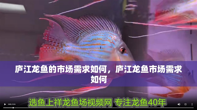 廬江龍魚的市場需求如何，廬江龍魚市場需求如何 廬江龍魚的市場需求如何，廬江龍魚市場需求如何 龍魚百科