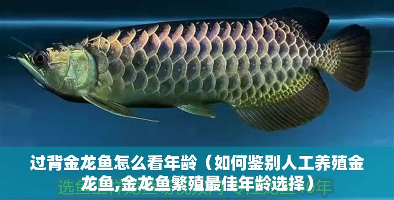 過背金龍魚怎么看年齡（如何鑒別人工養殖金龍魚,金龍魚繁殖最佳年齡選擇）