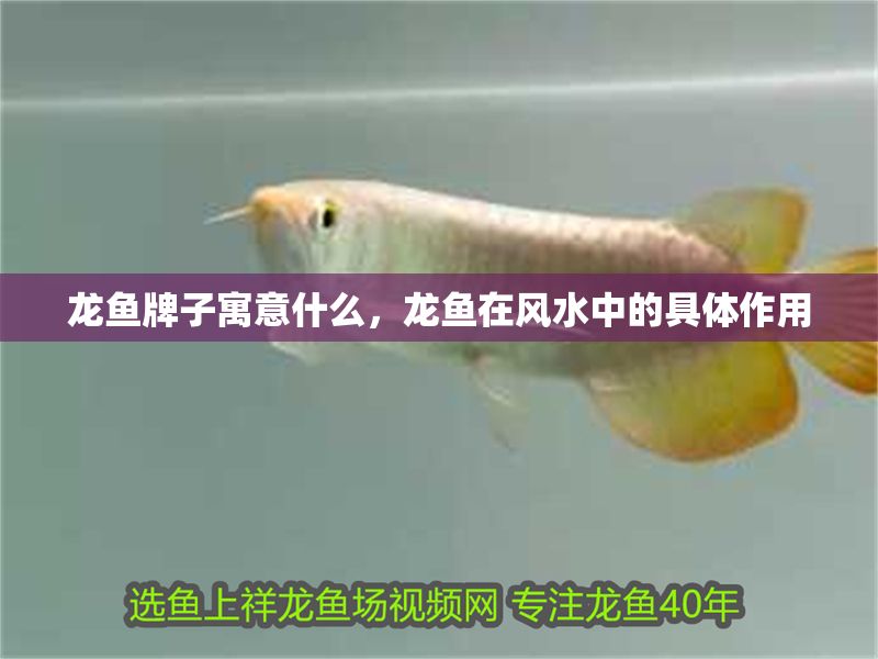 龍魚(yú)牌子寓意什么，龍魚(yú)在風(fēng)水中的具體作用