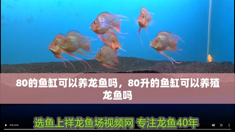 80的魚缸可以養龍魚嗎，80升的魚缸可以養殖龍魚嗎