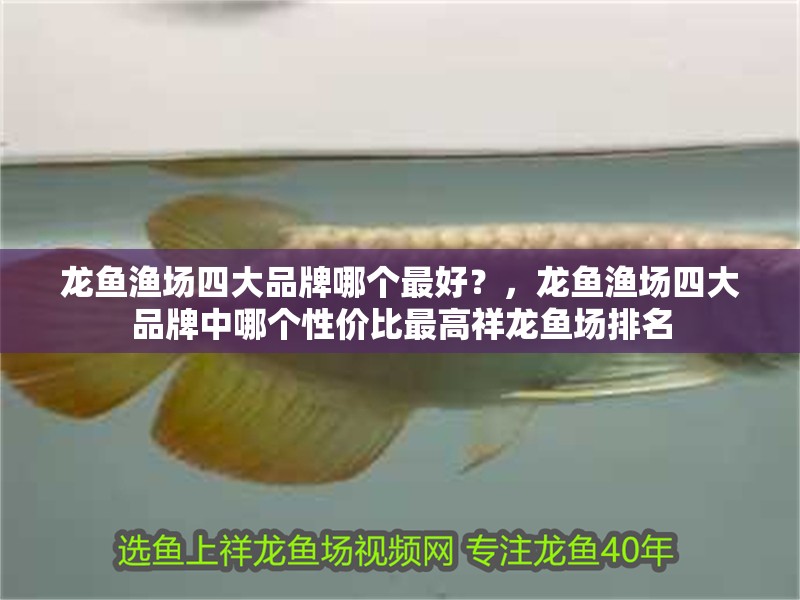 龍魚漁場四大品牌哪個最好？，龍魚漁場四大品牌中哪個性價比最高祥龍魚場排名 龍魚漁場四大品牌哪個最好？，龍魚漁場四大品牌中哪個性價比最高祥龍魚場排名 龍魚百科