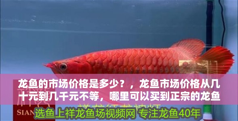 龍魚的市場價格是多少？，龍魚市場價格從幾十元到幾千元不等，哪里可以買到正宗的龍魚