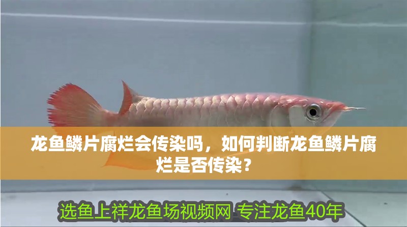 龍魚鱗片腐爛會傳染嗎，如何判斷龍魚鱗片腐爛是否傳染？ 龍魚鱗片腐爛會傳染嗎，如何判斷龍魚鱗片腐爛是否傳染？ 龍魚百科
