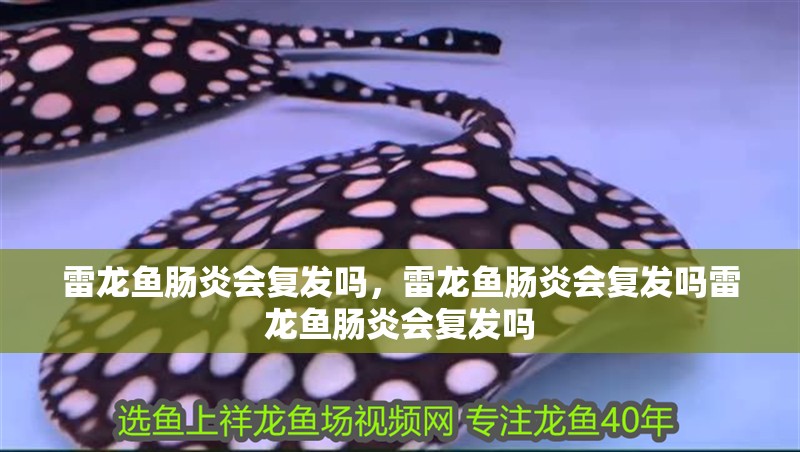 雷龍魚腸炎會(huì)復(fù)發(fā)嗎，雷龍魚腸炎會(huì)復(fù)發(fā)嗎雷龍魚腸炎會(huì)復(fù)發(fā)嗎