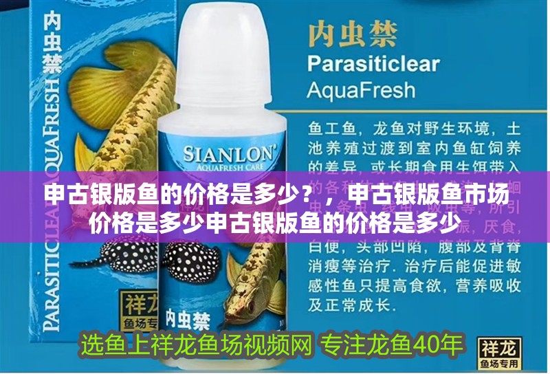 申古銀版魚的價(jià)格是多少？，申古銀版魚市場(chǎng)價(jià)格是多少申古銀版魚的價(jià)格是多少 申古銀版魚的價(jià)格是多少？，申古銀版魚市場(chǎng)價(jià)格是多少申古銀版魚的價(jià)格是多少 龍魚百科