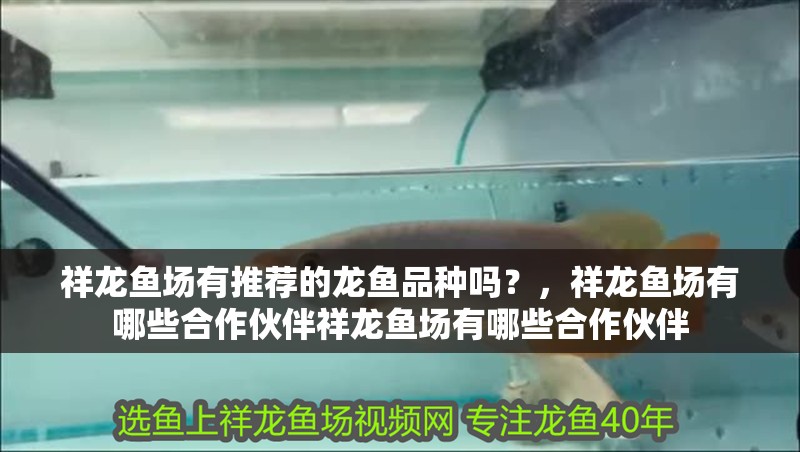 祥龍魚(yú)場(chǎng)有推薦的龍魚(yú)品種嗎？，祥龍魚(yú)場(chǎng)有哪些合作伙伴祥龍魚(yú)場(chǎng)有哪些合作伙伴