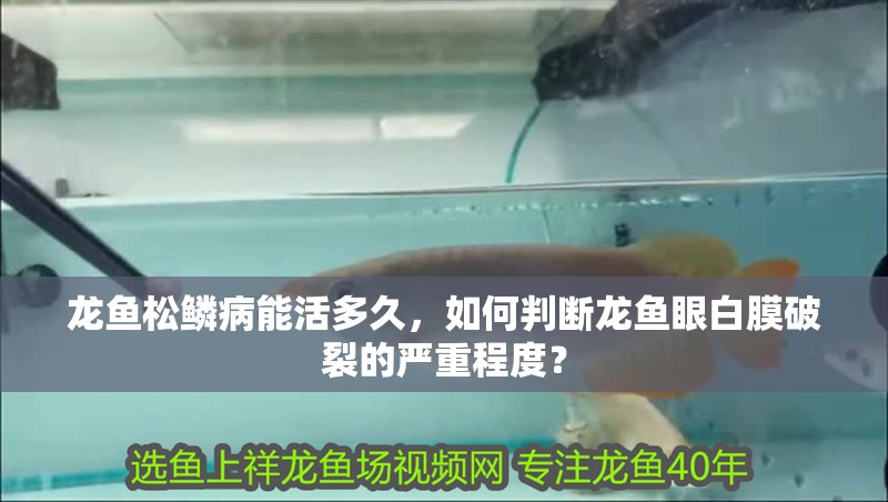龍魚松鱗病能活多久，如何判斷龍魚眼白膜破裂的嚴重程度？