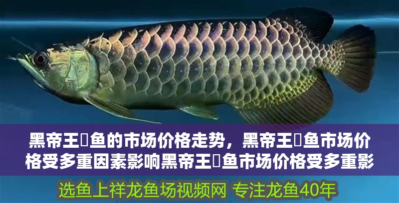 黑帝王魟魚的市場價格走勢，黑帝王魟魚市場價格受多重因素影響黑帝王魟魚市場價格受多重影響