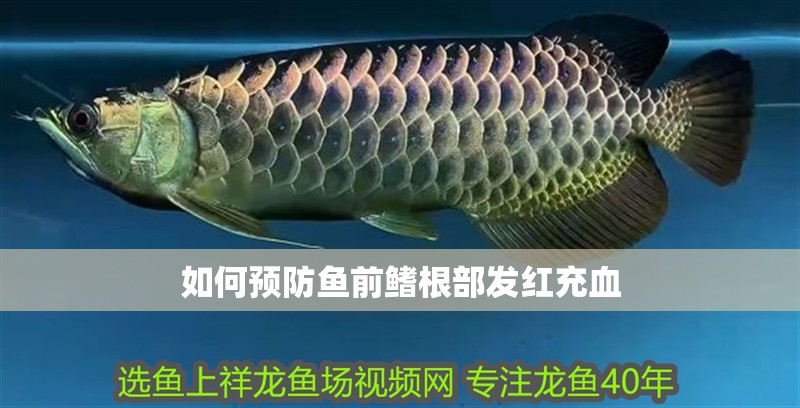 如何預防魚前鰭根部發(fā)紅充血 如何預防魚前鰭根部發(fā)紅充血 龍魚百科