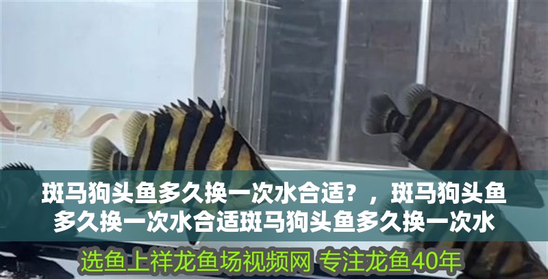 斑馬狗頭魚多久換一次水合適？，斑馬狗頭魚多久換一次水合適斑馬狗頭魚多久換一次水 斑馬狗頭魚多久換一次水合適？，斑馬狗頭魚多久換一次水合適斑馬狗頭魚多久換一次水 龍魚百科