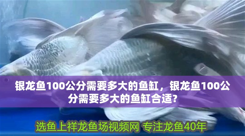 銀龍魚100公分需要多大的魚缸，銀龍魚100公分需要多大的魚缸合適？