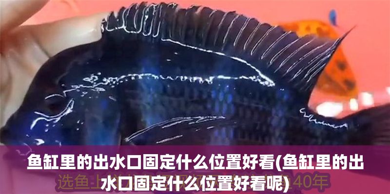 魚缸里的出水口固定什么位置好看(魚缸里的出水口固定什么位置好看呢)