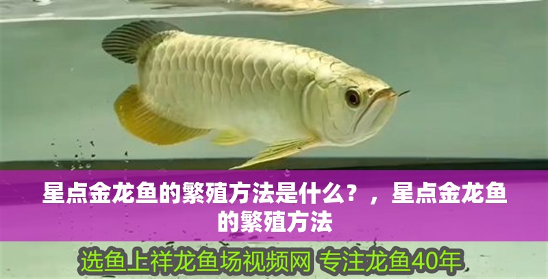 給大魚缸換水的作文:體驗給大魚缸換水的樂趣:體驗給大魚缸換水:給大魚缸換水的作文 星點金龍魚的繁殖方法是什么?,星點金龍魚的繁殖方法 龍魚百科 星點金龍魚的繁殖方法是什么?,星點金龍魚的繁殖方法 星點金龍魚的繁殖方法是什么?,星點金龍魚的繁殖方法 龍魚百科