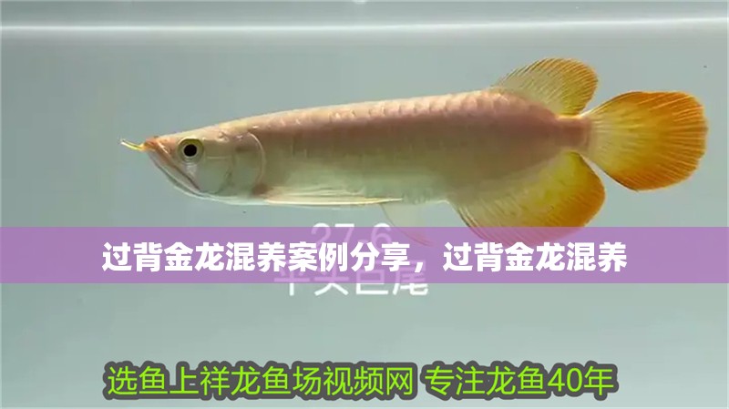 過背金龍混養(yǎng)案例分享，過背金龍混養(yǎng) 過背金龍混養(yǎng)案例分享，過背金龍混養(yǎng) 龍魚百科