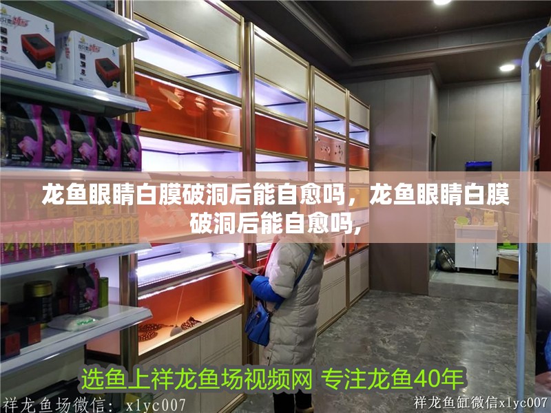 龍魚眼睛白膜破洞后能自愈嗎，龍魚眼睛白膜破洞后能自愈嗎,