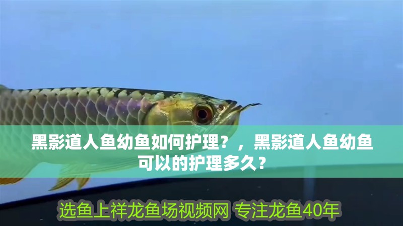 黑影道人魚(yú)幼魚(yú)如何護(hù)理？，黑影道人魚(yú)幼魚(yú)可以的護(hù)理多久？ 黑影道人魚(yú)幼魚(yú)如何護(hù)理？，黑影道人魚(yú)幼魚(yú)可以的護(hù)理多久？ 龍魚(yú)百科