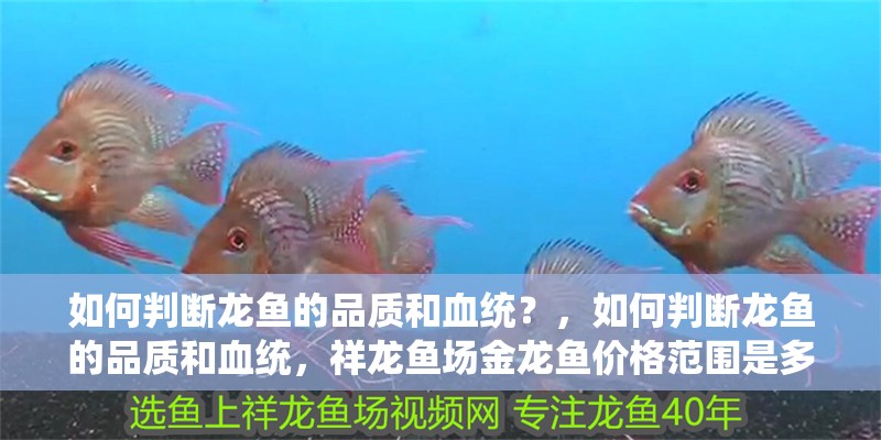 如何判斷龍魚的品質(zhì)和血統(tǒng)？，如何判斷龍魚的品質(zhì)和血統(tǒng)，祥龍魚場(chǎng)金龍魚價(jià)格范圍是多少 如何判斷龍魚的品質(zhì)和血統(tǒng)？，如何判斷龍魚的品質(zhì)和血統(tǒng)，祥龍魚場(chǎng)金龍魚價(jià)格范圍是多少 龍魚百科