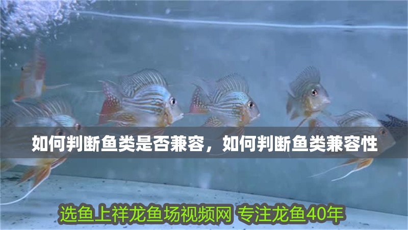 魚缸用增氧泵價格是多少:魚缸增氧機-xtrac增氧機-xtrac增氧機 如何判斷魚類是否兼容,如何判斷魚類兼容性 龍魚百科 如何判斷魚類是否兼容,如何判斷魚類兼容性 如何判斷魚類是否兼容,如何判斷魚類兼容性 龍魚百科