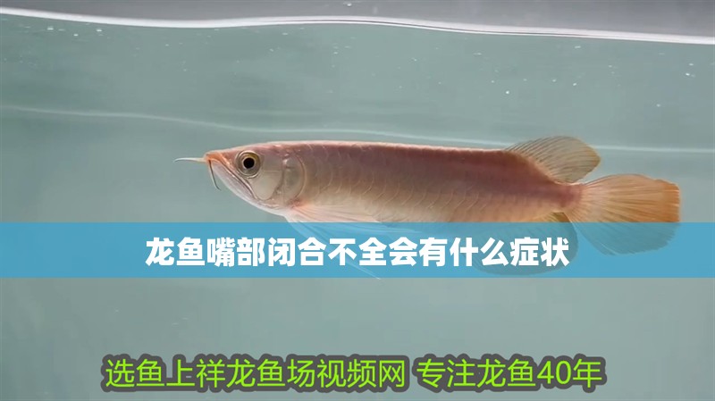 龍魚嘴部閉合不全會有什么癥狀