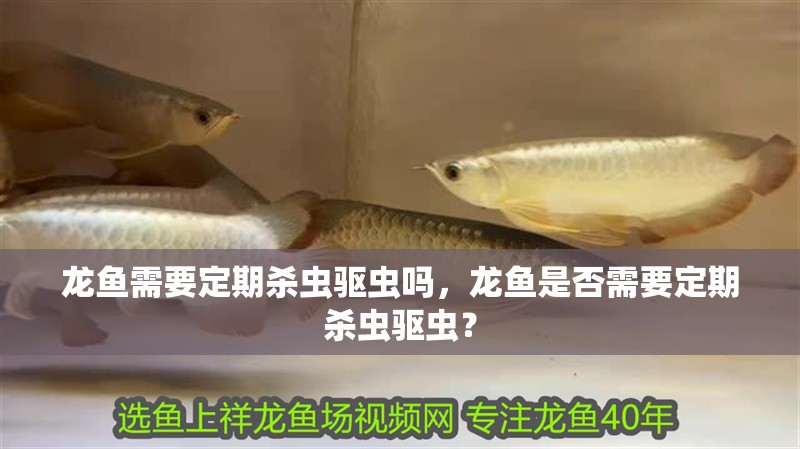 龍魚需要定期殺蟲驅(qū)蟲嗎，龍魚是否需要定期殺蟲驅(qū)蟲？