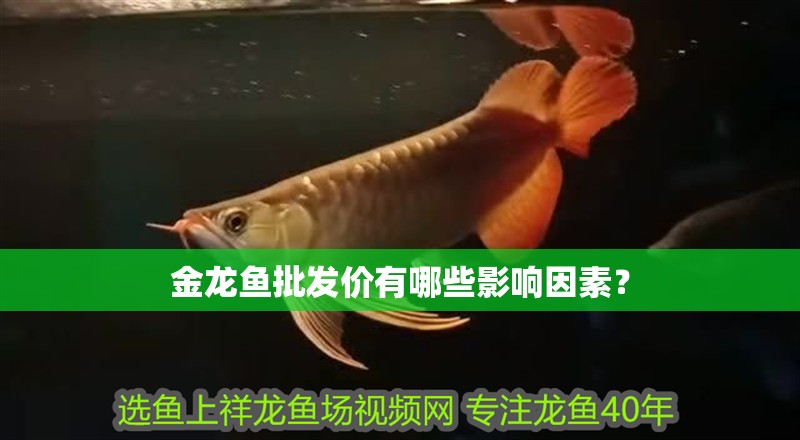 金龍魚(yú)批發(fā)價(jià)有哪些影響因素？ 金龍魚(yú)批發(fā)價(jià)有哪些影響因素？ 龍魚(yú)百科