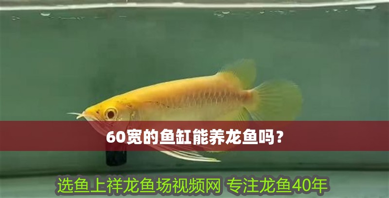 60寬的魚缸能養龍魚嗎？ 60寬的魚缸能養龍魚嗎？ 龍魚百科