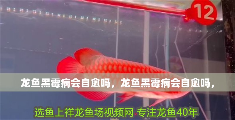 龍魚黑霉病會(huì)自愈嗎，龍魚黑霉病會(huì)自愈嗎， 龍魚黑霉病會(huì)自愈嗎，龍魚黑霉病會(huì)自愈嗎， 龍魚百科