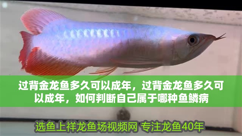 過背金龍魚多久可以成年，過背金龍魚多久可以成年，如何判斷自己屬于哪種魚鱗病 過背金龍魚多久可以成年，過背金龍魚多久可以成年，如何判斷自己屬于哪種魚鱗病 龍魚百科