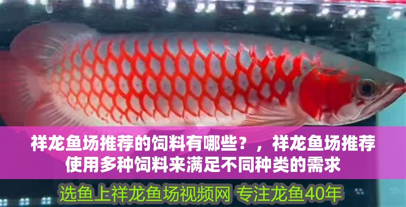 祥龍魚場推薦的飼料有哪些？，祥龍魚場推薦使用多種飼料來滿足不同種類的需求