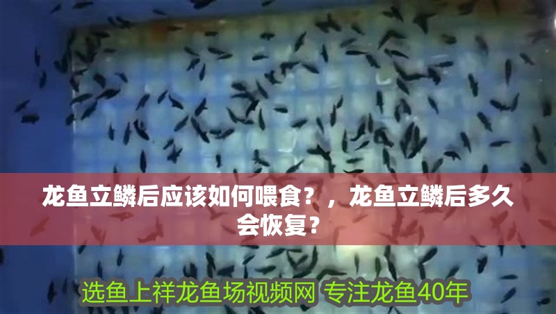 龍魚立鱗后應該如何喂食？，龍魚立鱗后多久會恢復？
