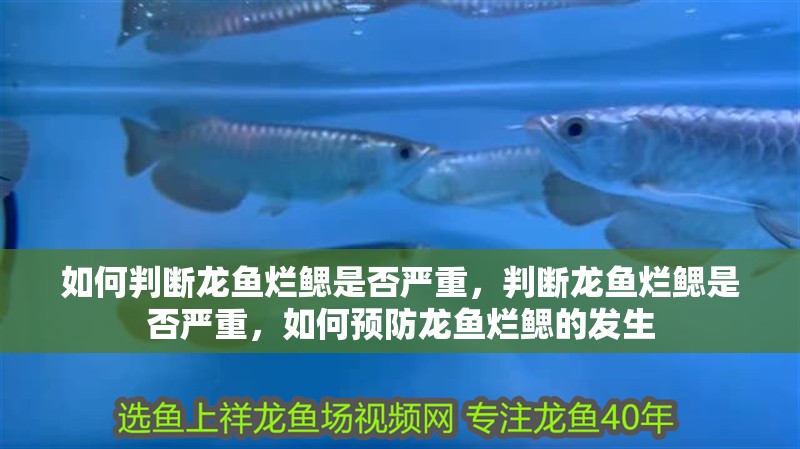 如何判斷龍魚爛鰓是否嚴(yán)重，判斷龍魚爛鰓是否嚴(yán)重，如何預(yù)防龍魚爛鰓的發(fā)生