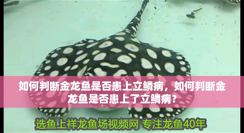 如何判斷金龍魚是否患上立鱗病，如何判斷金龍魚是否患上了立鱗病？