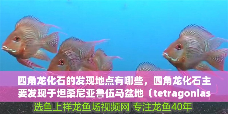 四角龍化石的發(fā)現(xiàn)地點有哪些，四角龍化石主要發(fā)現(xiàn)于坦桑尼亞魯伍馬盆地（tetragonias） 四角龍化石的發(fā)現(xiàn)地點有哪些，四角龍化石主要發(fā)現(xiàn)于坦桑尼亞魯伍馬盆地（tetragonias） 龍魚百科