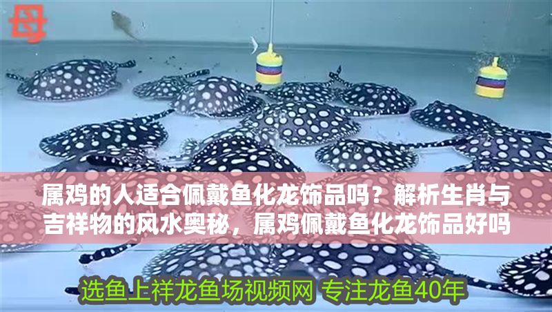屬雞的人適合佩戴魚(yú)化龍飾品嗎？解析生肖與吉祥物的風(fēng)水奧秘，屬雞佩戴魚(yú)化龍飾品好嗎？揭秘生肖與吉祥物的風(fēng)水講究