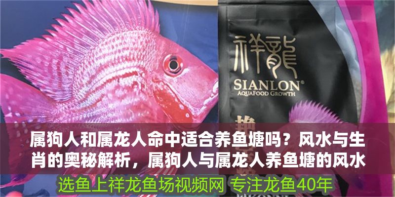 屬狗人和屬龍人命中適合養魚塘嗎？風水與生肖的奧秘解析，屬狗人與屬龍人養魚塘的風水禁忌與生肖配對解析