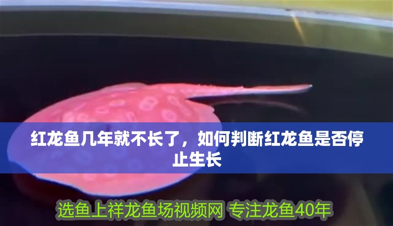 紅龍魚幾年就不長了，如何判斷紅龍魚是否停止生長