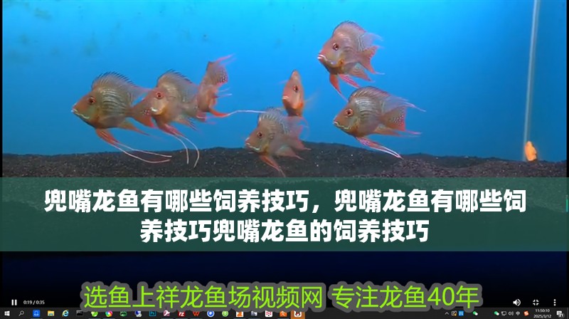 兜嘴龍魚有哪些飼養技巧，兜嘴龍魚有哪些飼養技巧兜嘴龍魚的飼養技巧