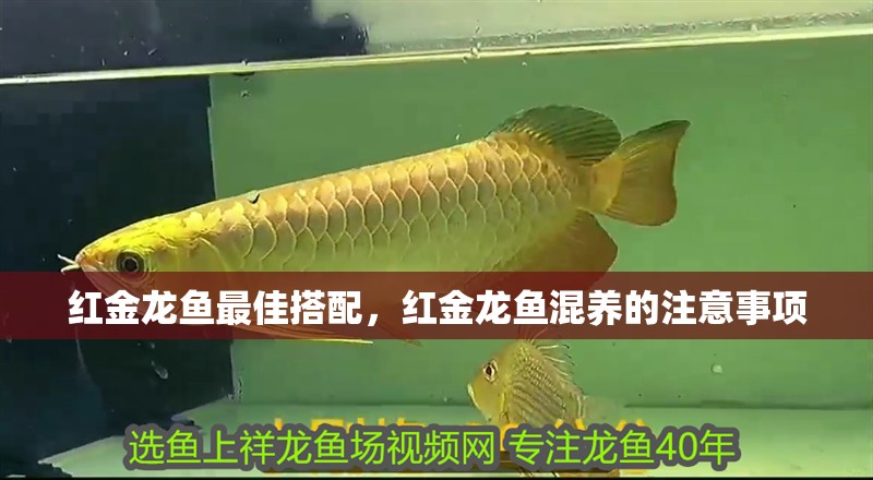紅金龍魚最佳搭配，紅金龍魚混養(yǎng)的注意事項(xiàng)