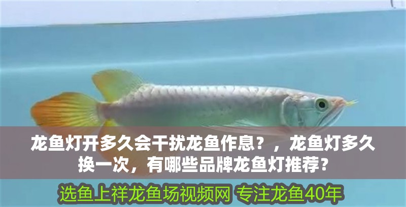 龍魚燈開多久會干擾龍魚作息？，龍魚燈多久換一次，有哪些品牌龍魚燈推薦？