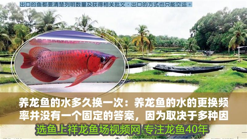 養龍魚的水多久換一次：養龍魚的水的更換頻率并沒有一個固定的答案，因為取決于多種因素