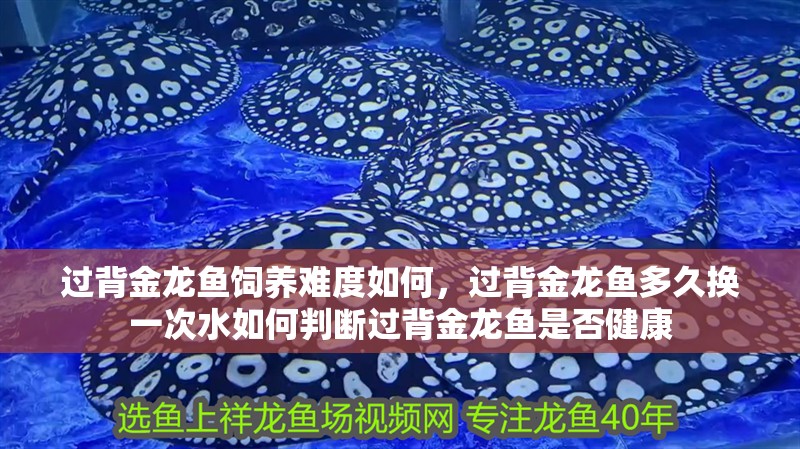 過背金龍魚飼養難度如何，過背金龍魚多久換一次水如何判斷過背金龍魚是否健康