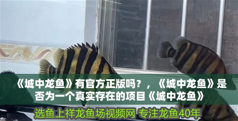 《城中龍魚》有官方正版嗎？，《城中龍魚》是否為一個真實存在的項目《城中龍魚》