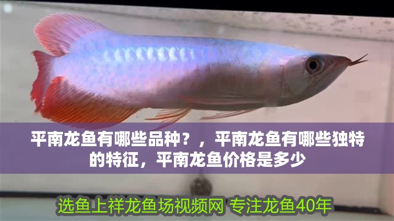 平南龍魚有哪些品種？，平南龍魚有哪些獨特的特征，平南龍魚價格是多少