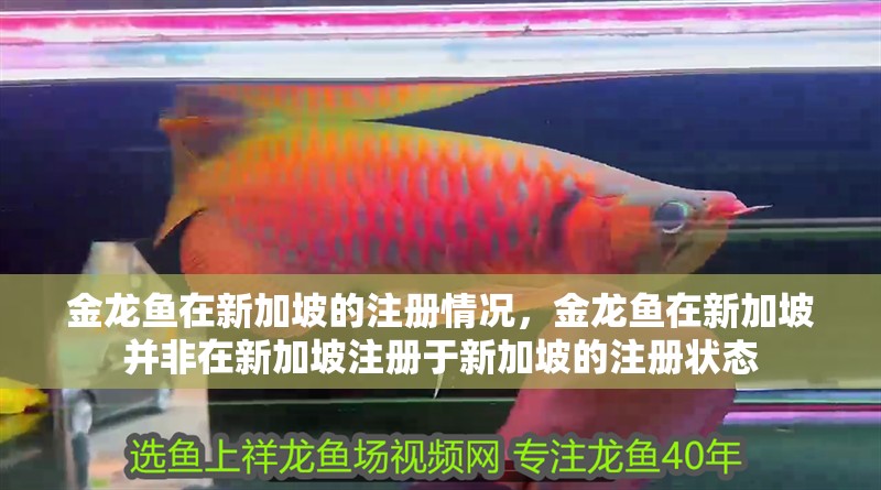 金龍魚在新加坡的注冊情況，金龍魚在新加坡并非在新加坡注冊于新加坡的注冊狀態