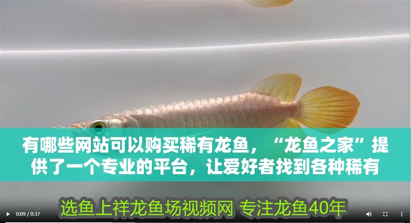 有哪些網站可以購買稀有龍魚，“龍魚之家”提供了一個專業的平臺，讓愛好者找到各種稀有龍魚