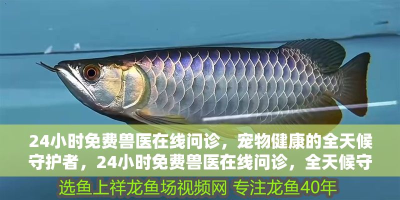 24小時免費獸醫在線問診，寵物健康的全天候守護者，24小時免費獸醫在線問診，全天候守護寵物健康