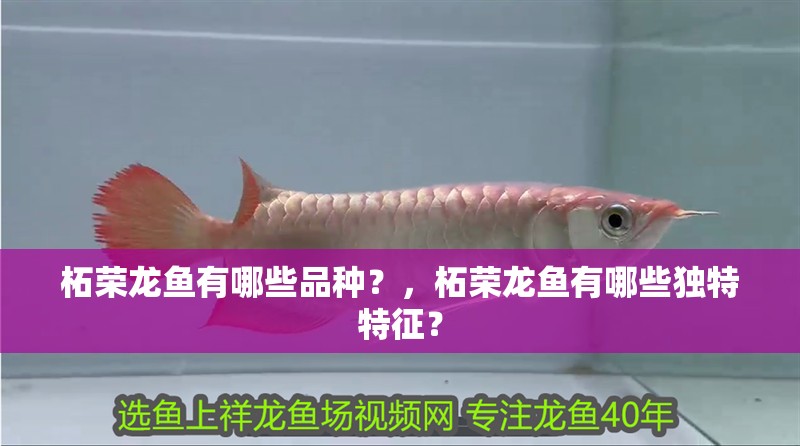 柘榮龍魚有哪些品種？，柘榮龍魚有哪些獨(dú)特特征？